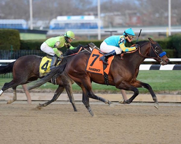 horse King Kranz xx (Thoroughbred, 2013, from Munnings xx)