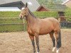 broodmare Wega (Hanoverian, 2004, from Worldly I)