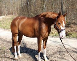 dressage horse Reverentia (Hannoveraner, 2008, from Rascalino)