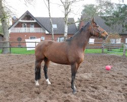 broodmare Gesa (Hanoverian, 1996, from Gimpel)