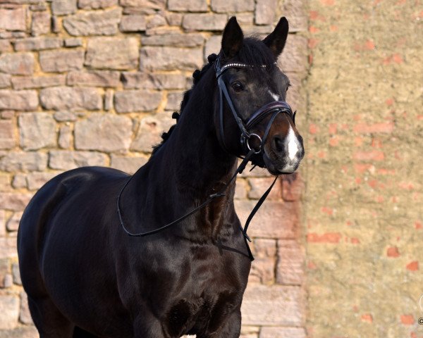 dressage horse Chayenne 310 (Zweibrücken, 2003, from Con Capitol)