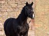 dressage horse Chayenne 310 (Zweibrücken, 2003, from Con Capitol)