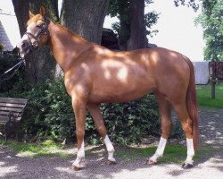 broodmare Fara (Hanoverian, 2010, from Florencio I)