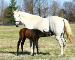 broodmare Mekko Hokte xx (Thoroughbred, 2000, from Holy Bull xx)