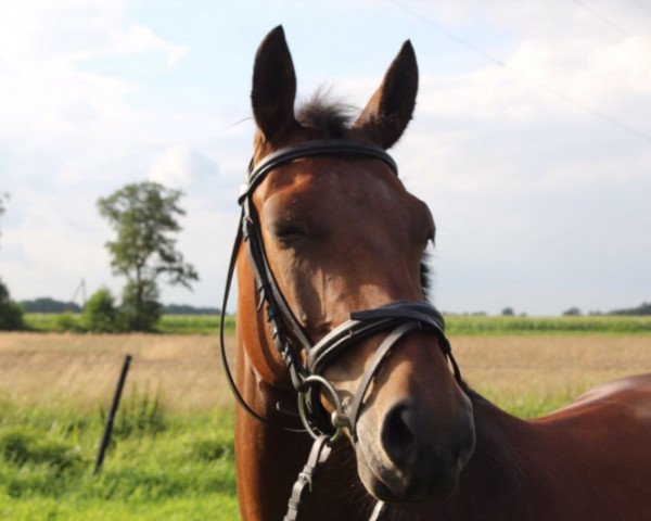 horse Nina´s Little Sunshine (German Riding Pony, 2009, from Cyriac WE)