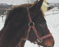 jumper Limboletto (German Sport Horse, 2017, from Limbach 3)