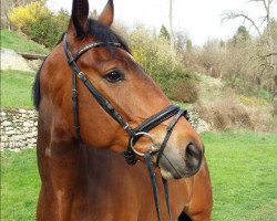 dressage horse Saphir 408 (Württemberger, 2010, from Birkhof's Sirtaki)