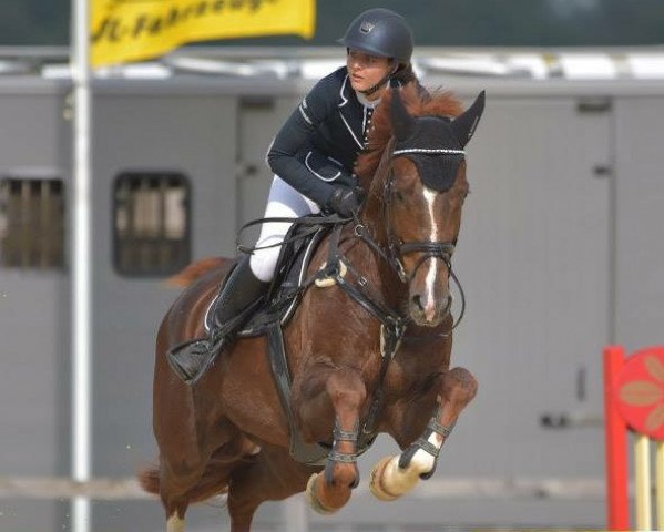 broodmare Emy-Fee (German Sport Horse, 2008, from Lewinski)
