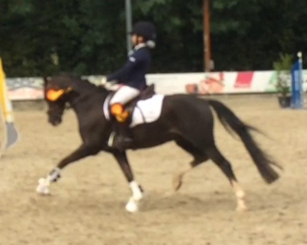dressage horse Rondo's Medaillon (Welsh-Pony (Section B), 2004, from Anmiklage's Sandor)