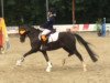 dressage horse Rondo's Medaillon (Welsh-Pony (Section B), 2004, from Anmiklage's Sandor)