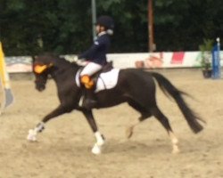 dressage horse Rondo's Medaillon (Welsh-Pony (Section B), 2004, from Anmiklage's Sandor)