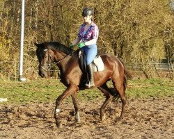 dressage horse Allegra (German Sport Horse, 2014, from E.H. Millennium)