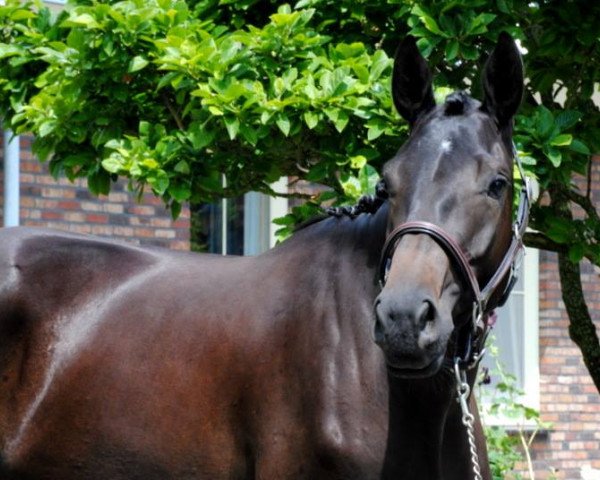 dressage horse Saphira (Trakehner, 2014, from Hofrat)