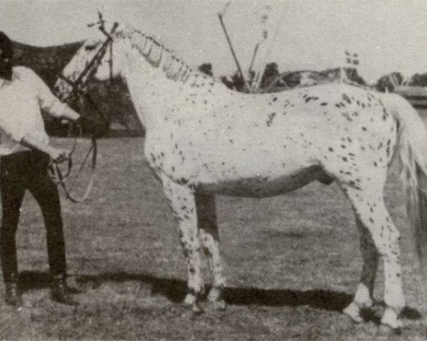 Deckhengst Markid (Knabstrupper, 1965, von Mustang)