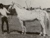 stallion Markid (Knabstrupper, 1965, from Mustang)