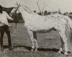 stallion Markid (Knabstrupper, 1965, from Mustang)