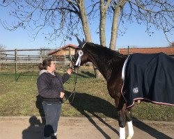 dressage horse Kissberry Joy (Oldenburg, 2014, from Grey Flanell)