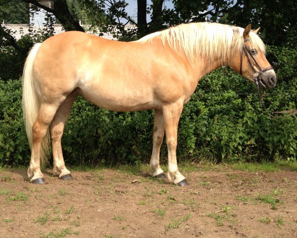 Pferd Hannah (Haflinger, 2008)