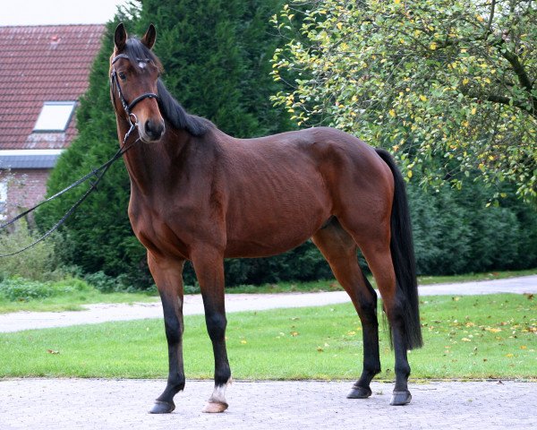 Pferd Hinnerk (Trakehner, 2012)