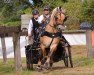 stallion Silvio Skjöldson (Fjord Horse, 2004, from Skjöld)