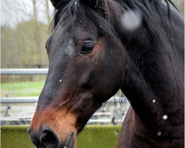 Pferd Spanier (Andalusier bzw/Pferde reiner spanischer Rasse, 2006)