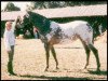 broodmare Vixen KNN 1608 (Knabstrupper, 1985, from Mølager Hof)