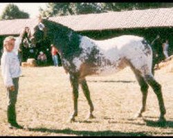 broodmare Vixen KNN 1608 (Knabstrupper, 1985, from Mølager Hof)