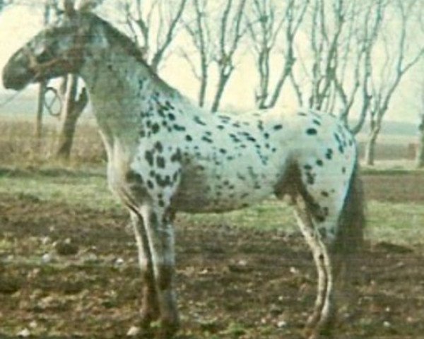 stallion Mølager Hof (Knabstrupper, 1981, from Dancan's Coco)