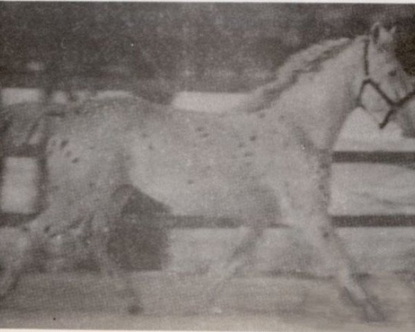 stallion Mølager Faxe (Knabstrupper, 1983, from Dancan's Coco)