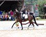 dressage horse Little Empire (Westphalian, 2010, from Laureus NRW)