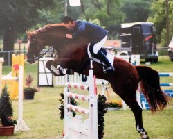 stallion Azarro (Aachen) (Oldenburg, 1984, from Argentinus)