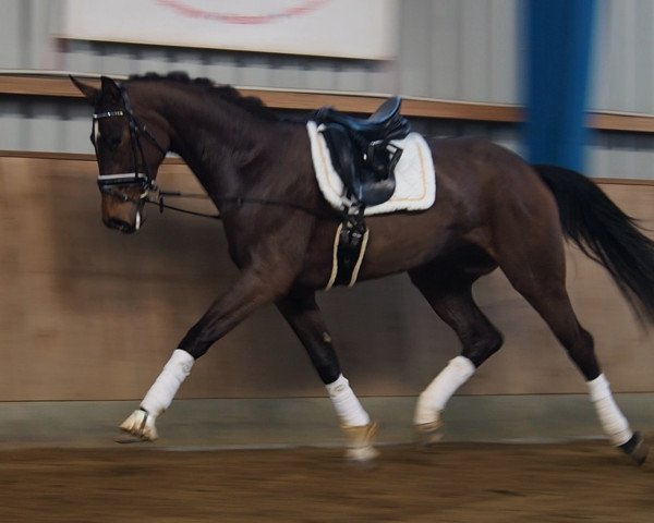 dressage horse Freixenet (Hanoverian, 2015, from Tannenhof's Fahrenheit)