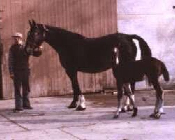 broodmare Gina (Hessian Warmblood, 1983, from Grandezzo)