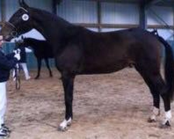 broodmare Ribanah S (Hessian Warmblood, 1998, from Rosenzauber)