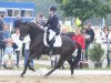 dressage horse Sarkozya 2 (Westphalian, 2010, from Sarkozy 3)