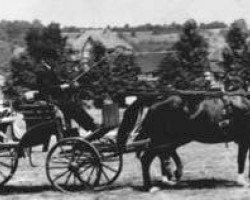 broodmare Maiblume (Hessian Warmblood, 1955, from Xenophon)