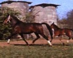 Zuchtstute Mairose (Hessisches Warmblut, 1964, von Advent)