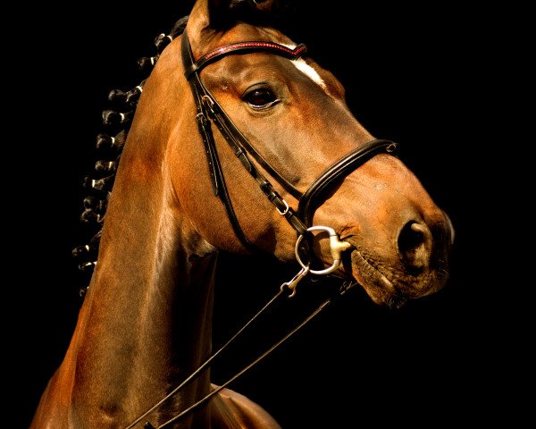 horse Baxter L (Hanoverian, 2002, from Buddenbrock)