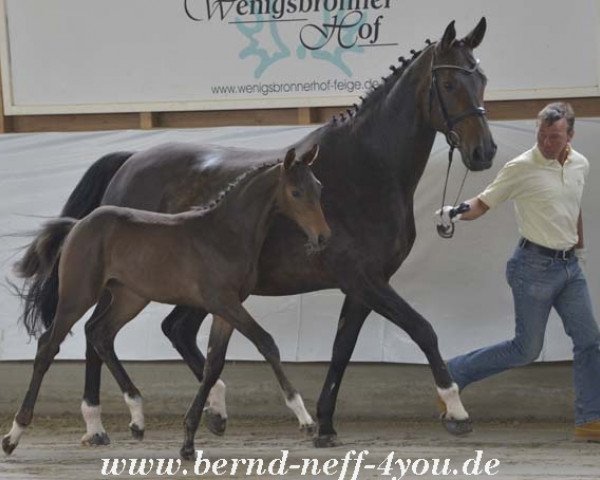 broodmare Ratina Z 6 (Württemberger, 2002, from Romino)