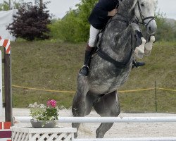 Springpferd American Silver S (Oldenburger Springpferd, 2008, von Acadius)