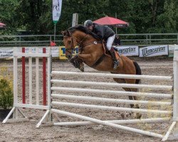 jumper Accento S (Oldenburg show jumper, 2006, from Acadius)