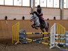 jumper Cloondergan Rose (Connemara Pony, 2006, from Robe Thunder)