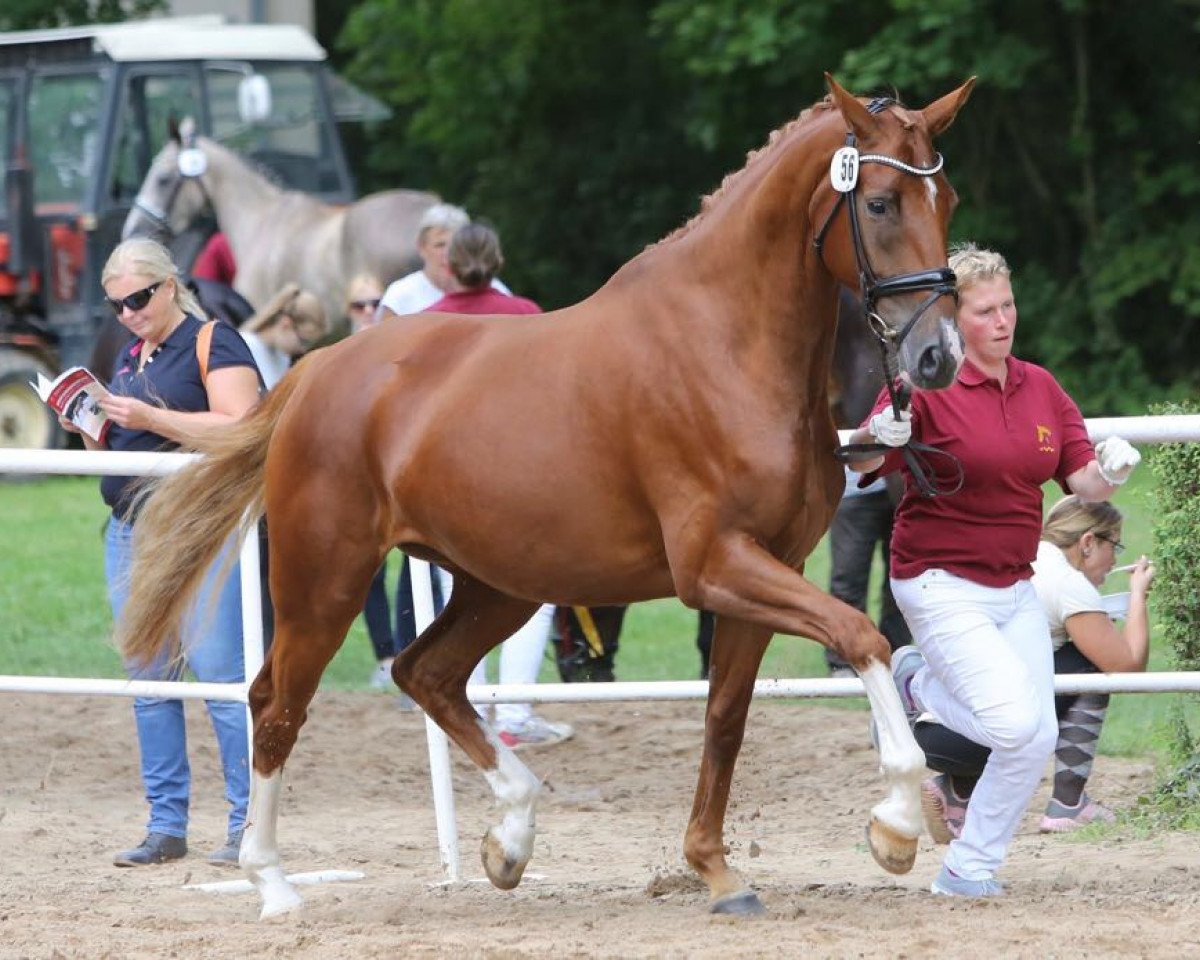 broodmare Diva K (Hanoverian, 2013, from Quaterback)