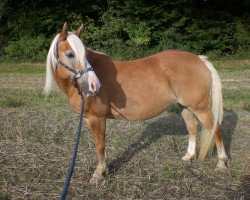 broodmare Natascha (Edelbluthaflinger, 1992, from Arnold)