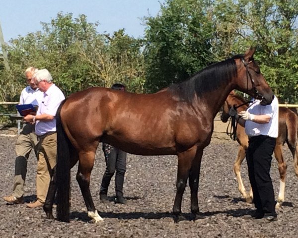 broodmare Olivia (Trakehner, 2008, from Alter Fritz)