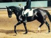 horse Miss Saigon 27 (Hanoverian, 2003, from More and More)