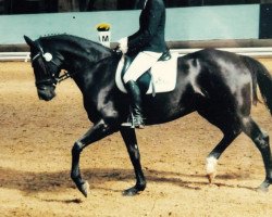 horse Miss Saigon 27 (Hanoverian, 2003, from More and More)