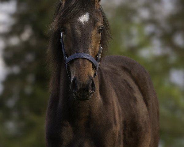 Springpferd Contura Rubin (Westfale, 2016, von Congress 4)