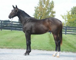 stallion Nileator xx (Thoroughbred, 2012, from Pioneerof The Nile xx)