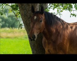 horse Filou (Schweres Warmblut)